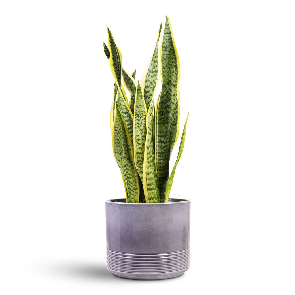 Munich Plant Pot - Grey Gloss