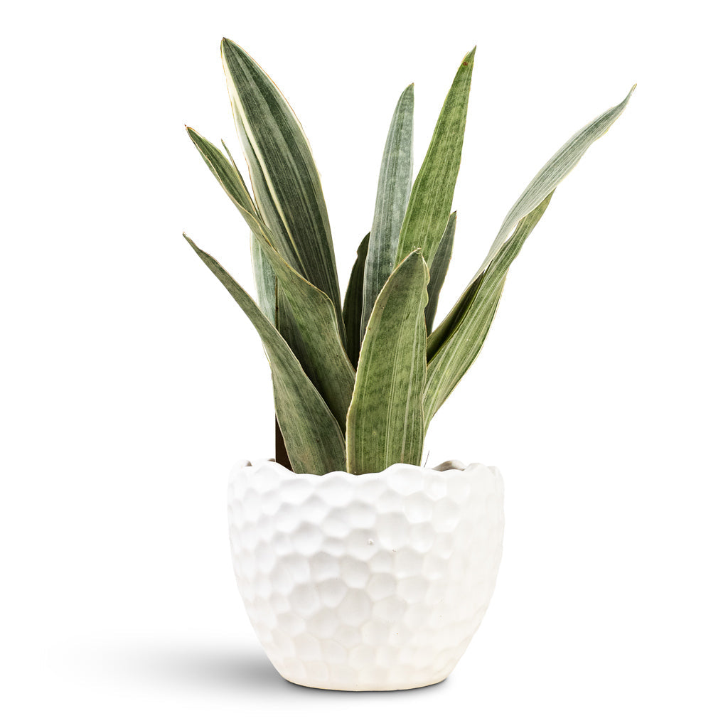 Kew Botanical Textured Plant Pot - White