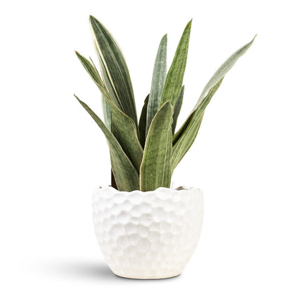 Kew Botanical Textured Plant Pot - White