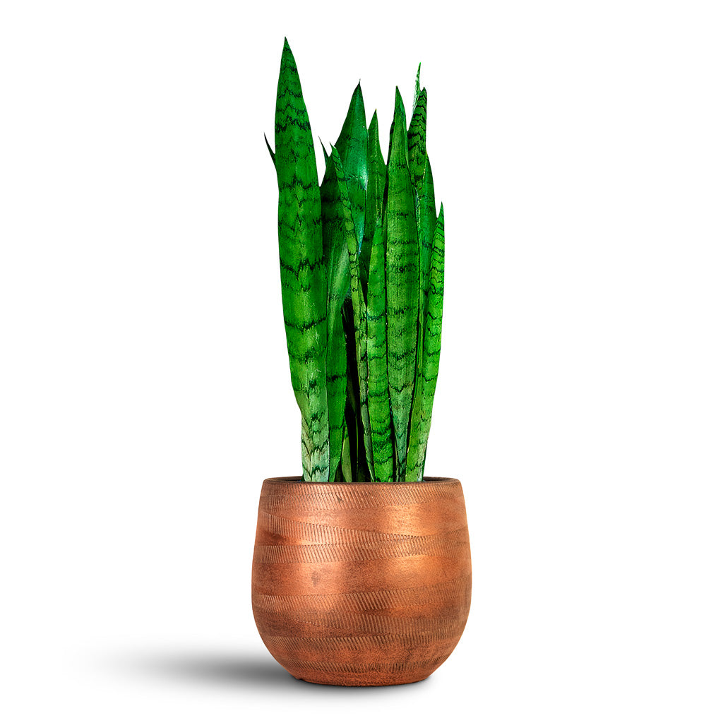 Joey Plant Pot - Shiny Copper