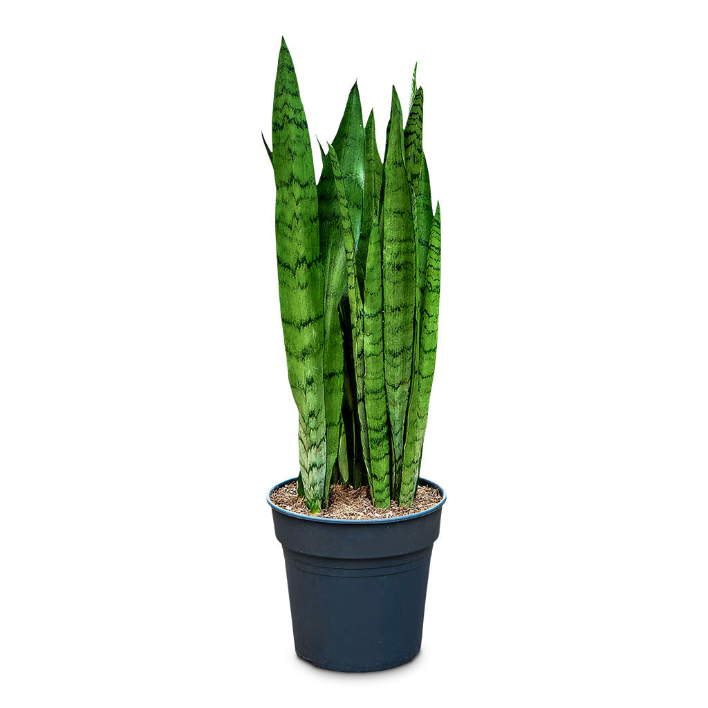 Sansevieria trifasciata Silver Mist - Snake Plant
