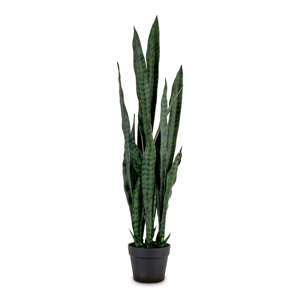 Sansevieria zeylanica - Snake Plant - Potted - Artificial