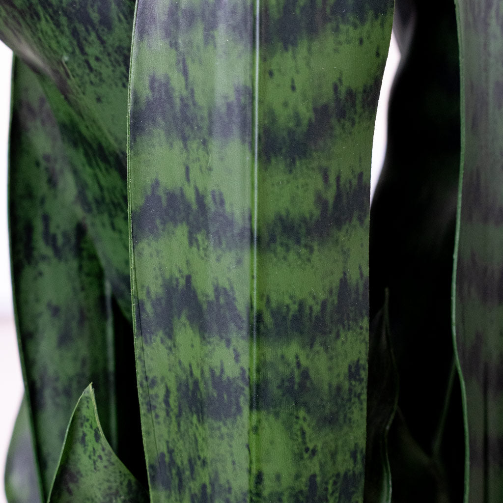 Sansevieria zeylanica - Snake Plant - Potted - Artificial