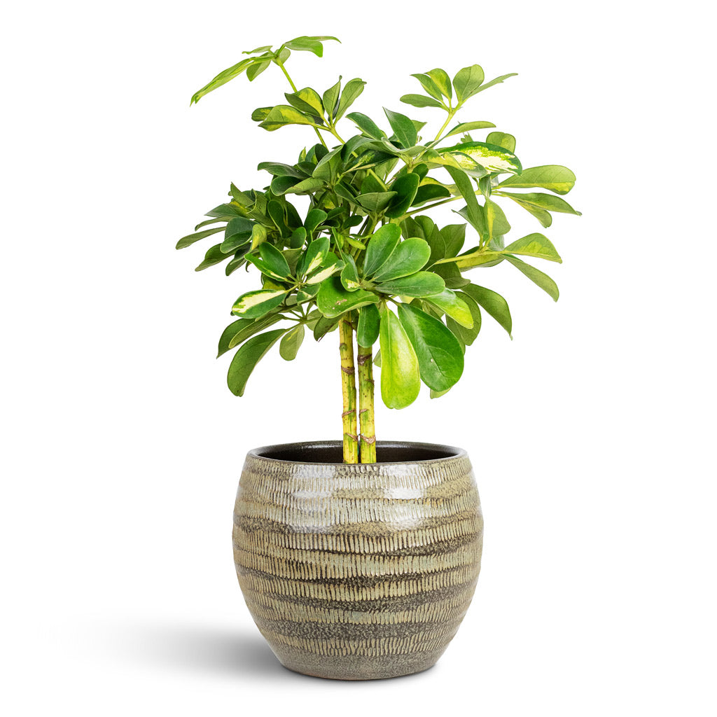Manuel Plant Pot - Shiny Thyme
