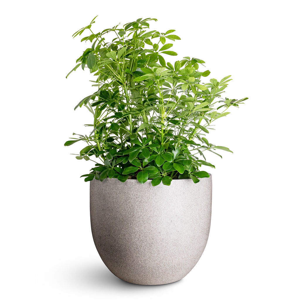 Grigio New Egg Pot - XL Plant Display