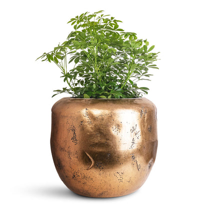 Opus Raw Couple Planter - XL Plant Display