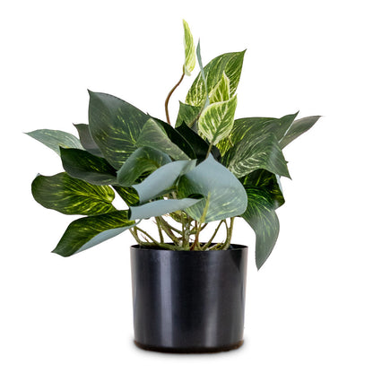 Scindapsus Bush - Green White - Potted - Artificial