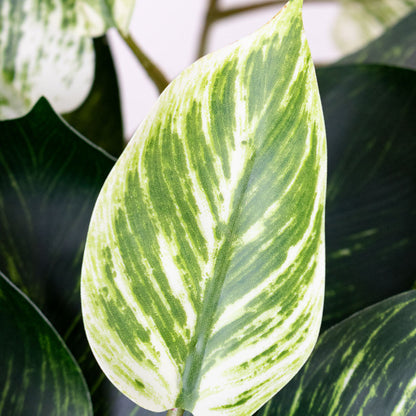 Scindapsus Bush - Green White - Potted - Artificial