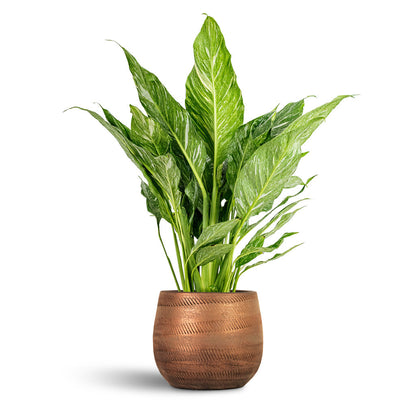 Joey Plant Pot - Shiny Copper