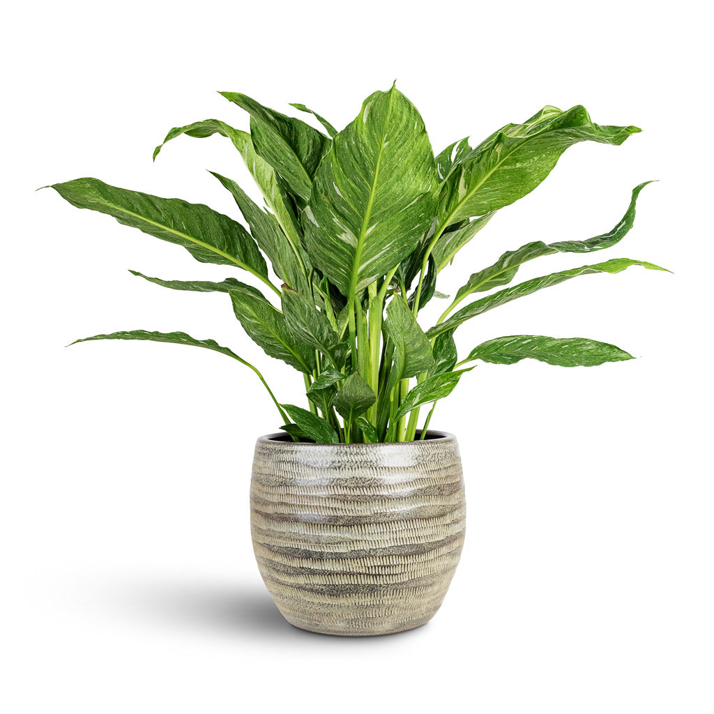 Manuel Plant Pot - Shiny Thyme