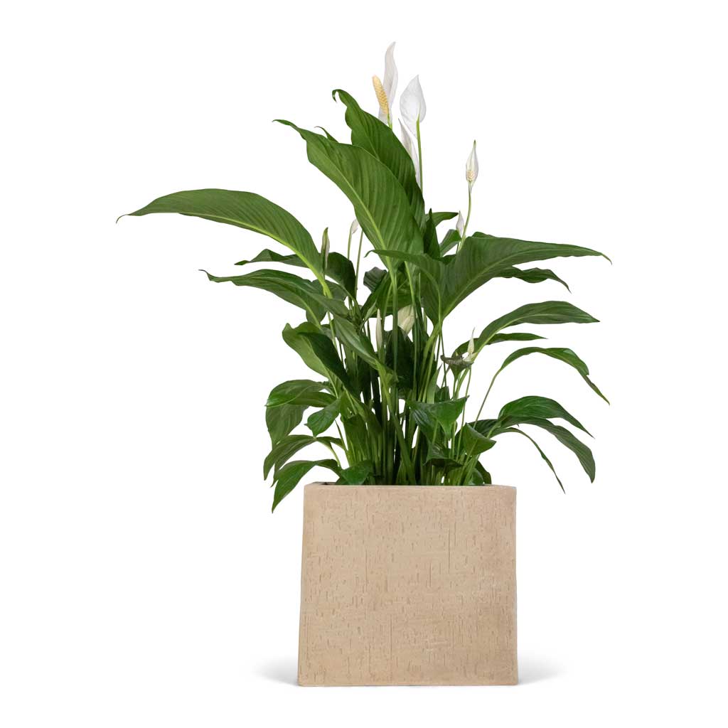 Raindrop Cube Planter - XL Plant Display