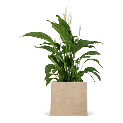 Raindrop Cube Planter - Large Plant Display