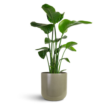 Lisbon Plant Pot - Greige