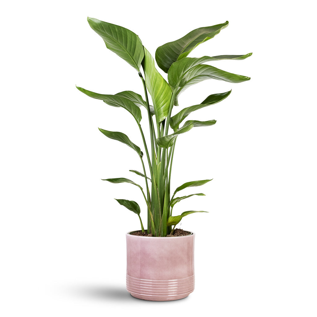 Munich Plant Pot - Rose Gloss