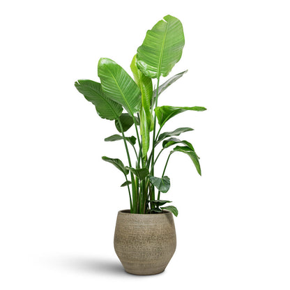 Rafael Plant Pot - Olive