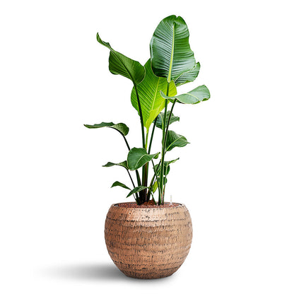 Opus Hammered Globe Planter - Large Plant Display