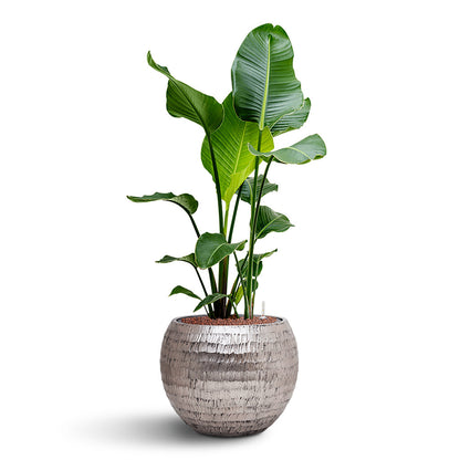 Opus Hammered Globe Planter - XL Plant Display