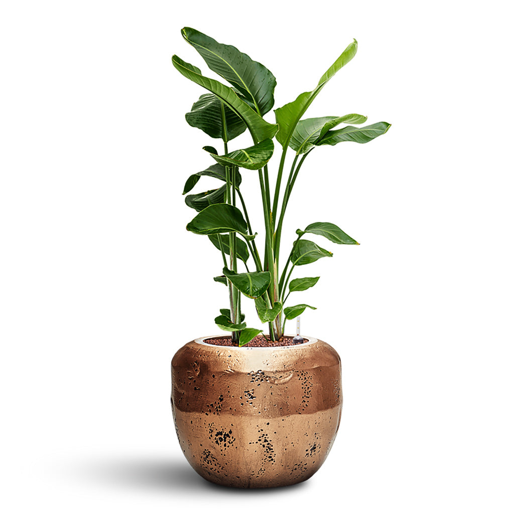 Opus Raw Couple Planter - XL Plant Display