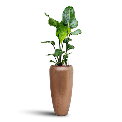 Opus Raw Partner Planter - XL Plant Display