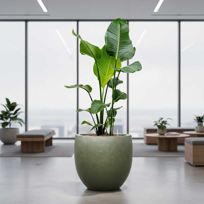 Gradient Balloon Planter - XL Plant Display