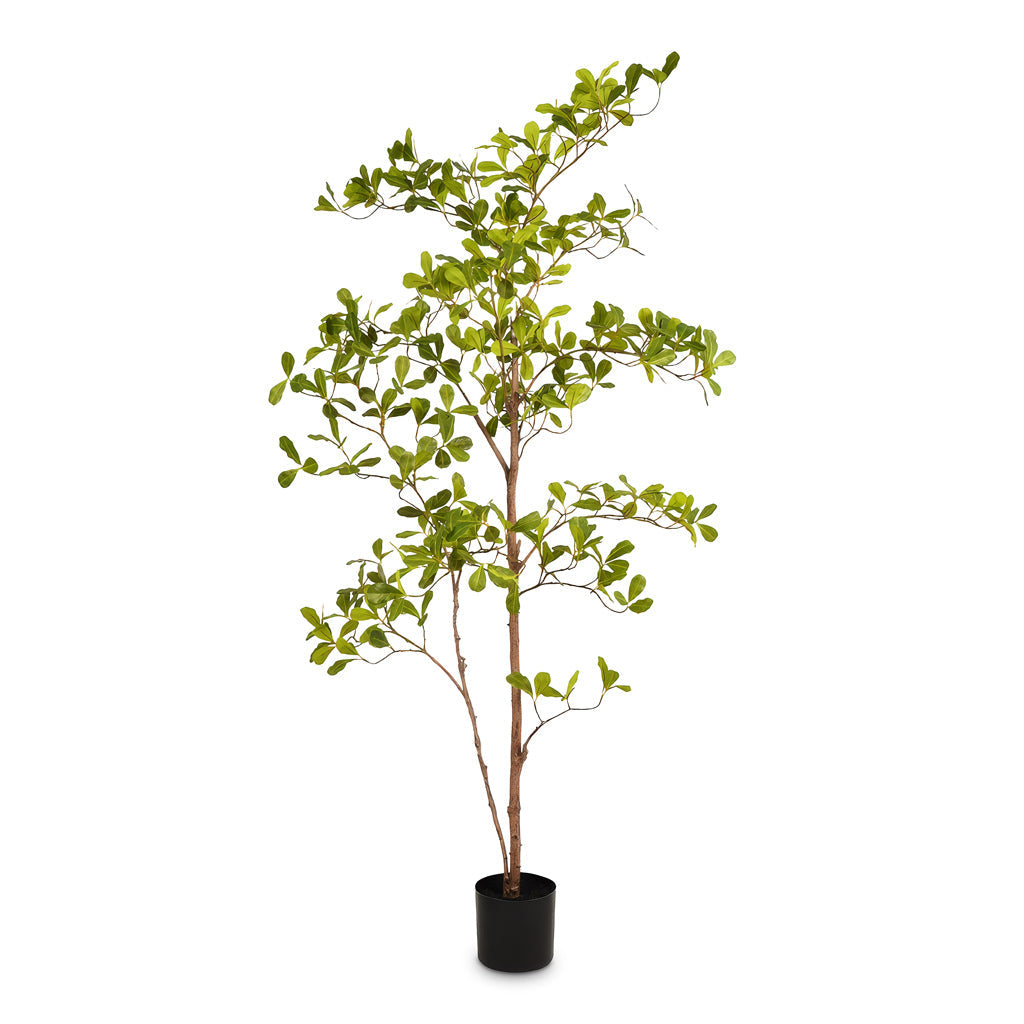 Terminalia Tree - Potted - Artificial