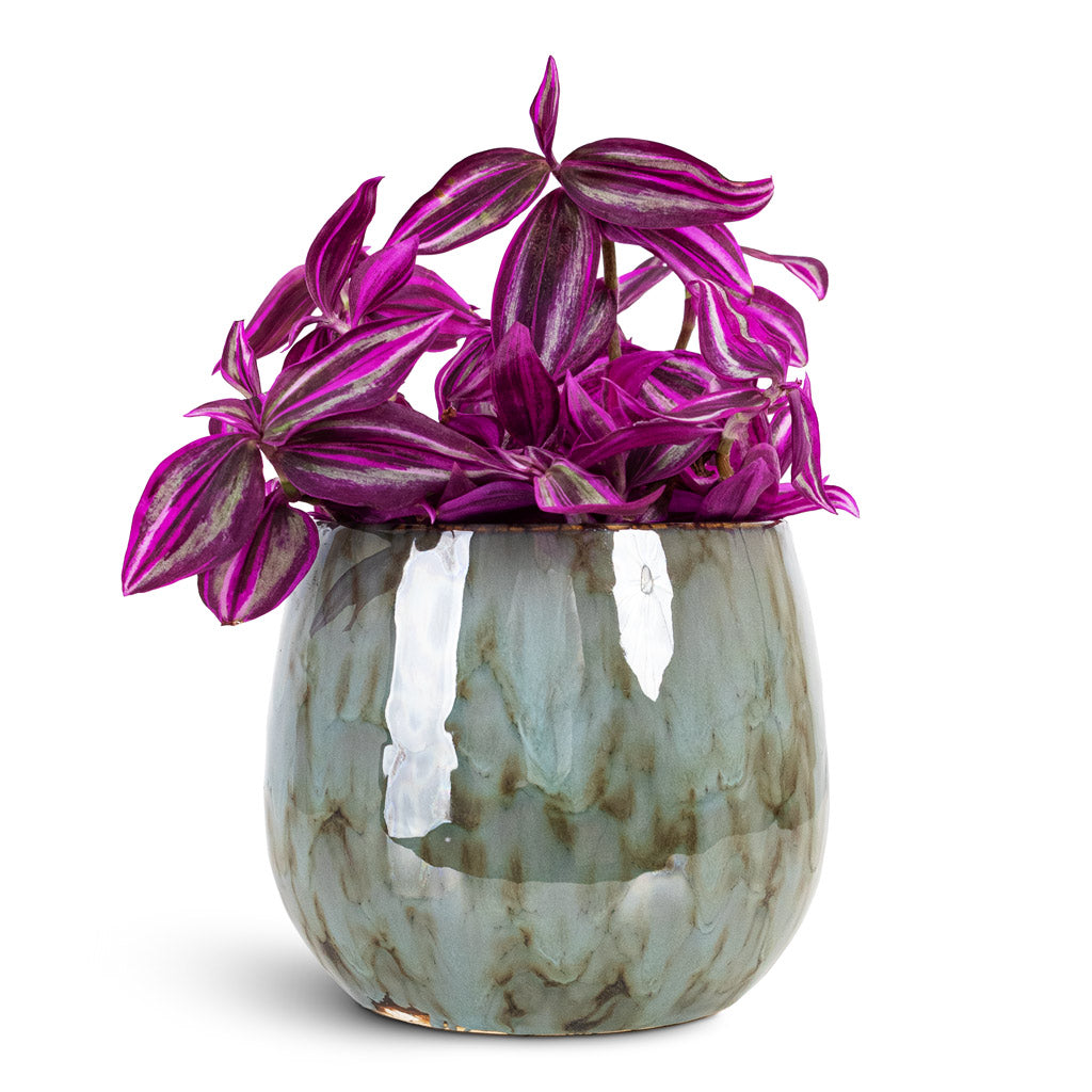 Tradescantia zebrina - Pink Paradise