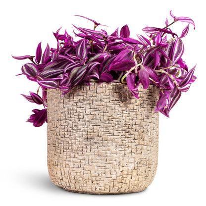 Tradescantia zebrina - Pink Paradise