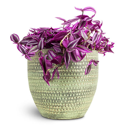 Tradescantia zebrina - Pink Paradise