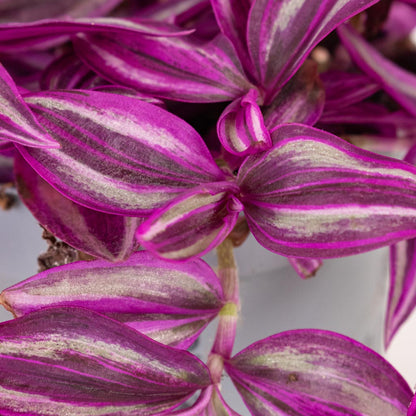 Tradescantia zebrina - Pink Paradise