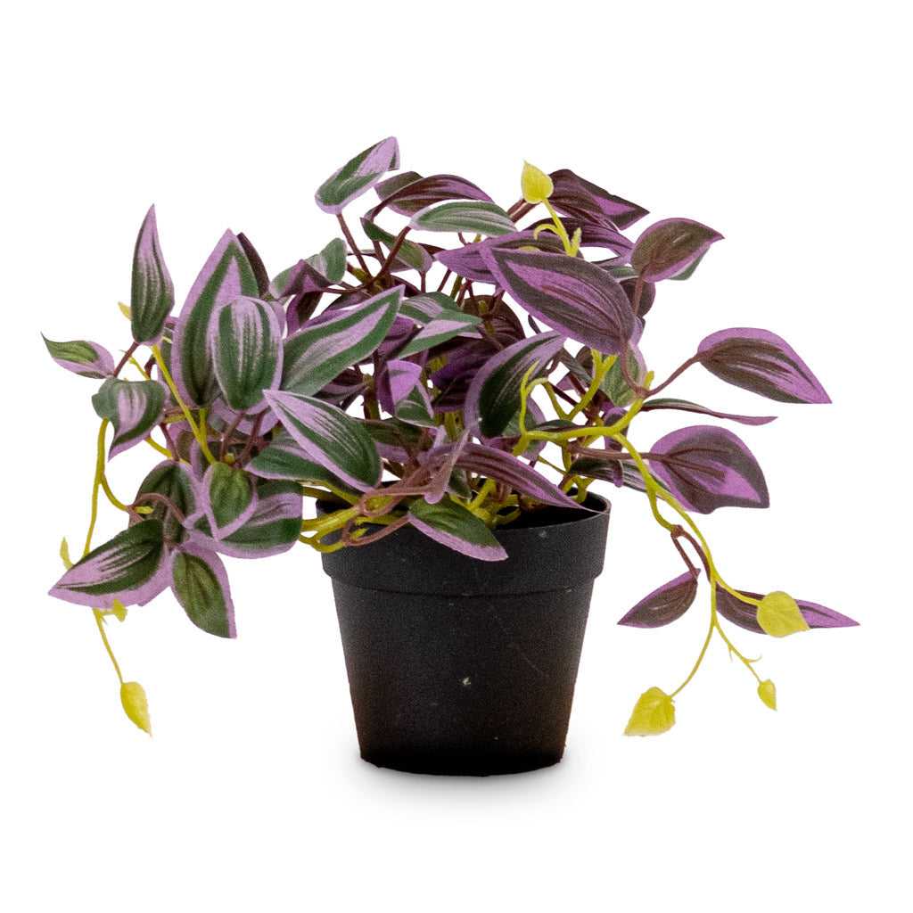 Tradescantia zebrina - Potted - Artificial