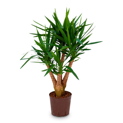 Yucca - Branched - HydroCare