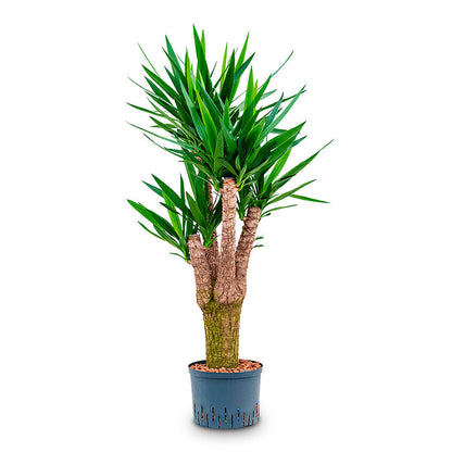 Yucca - Branched - HydroCare
