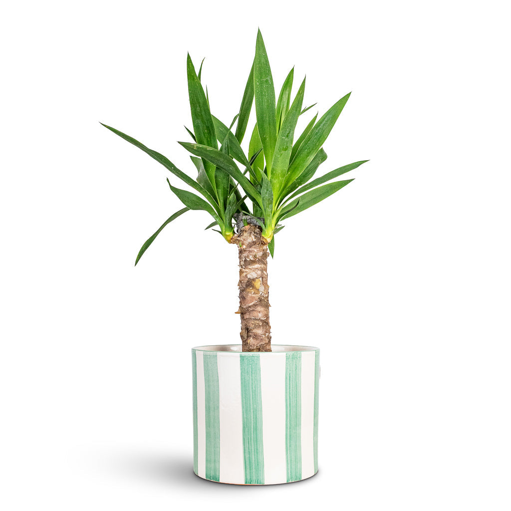 Paros Painted Plant Pot - Green Stripe