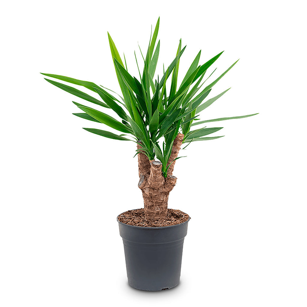 Yucca elephantipes - Spineless Yucca - Branched