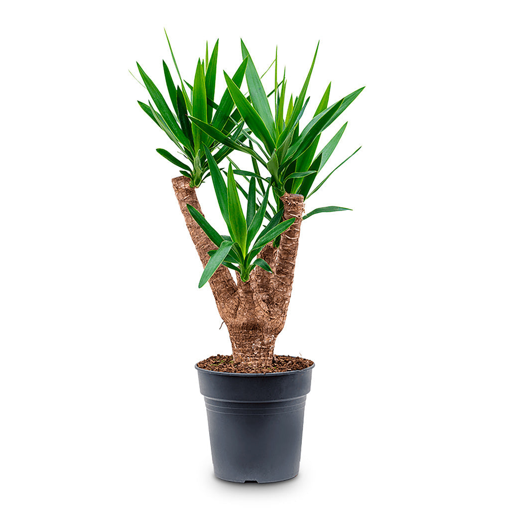 Yucca elephantipes - Spineless Yucca - Branched
