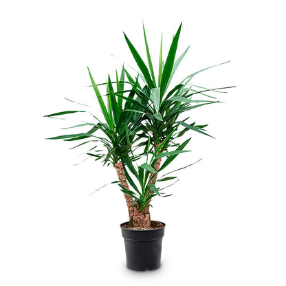 Yucca elephantipes - Spineless Yucca - Branched