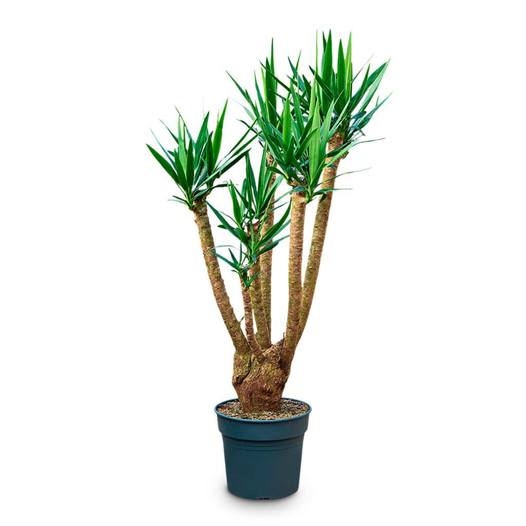 Yucca elephantipes - Spineless Yucca - Branched