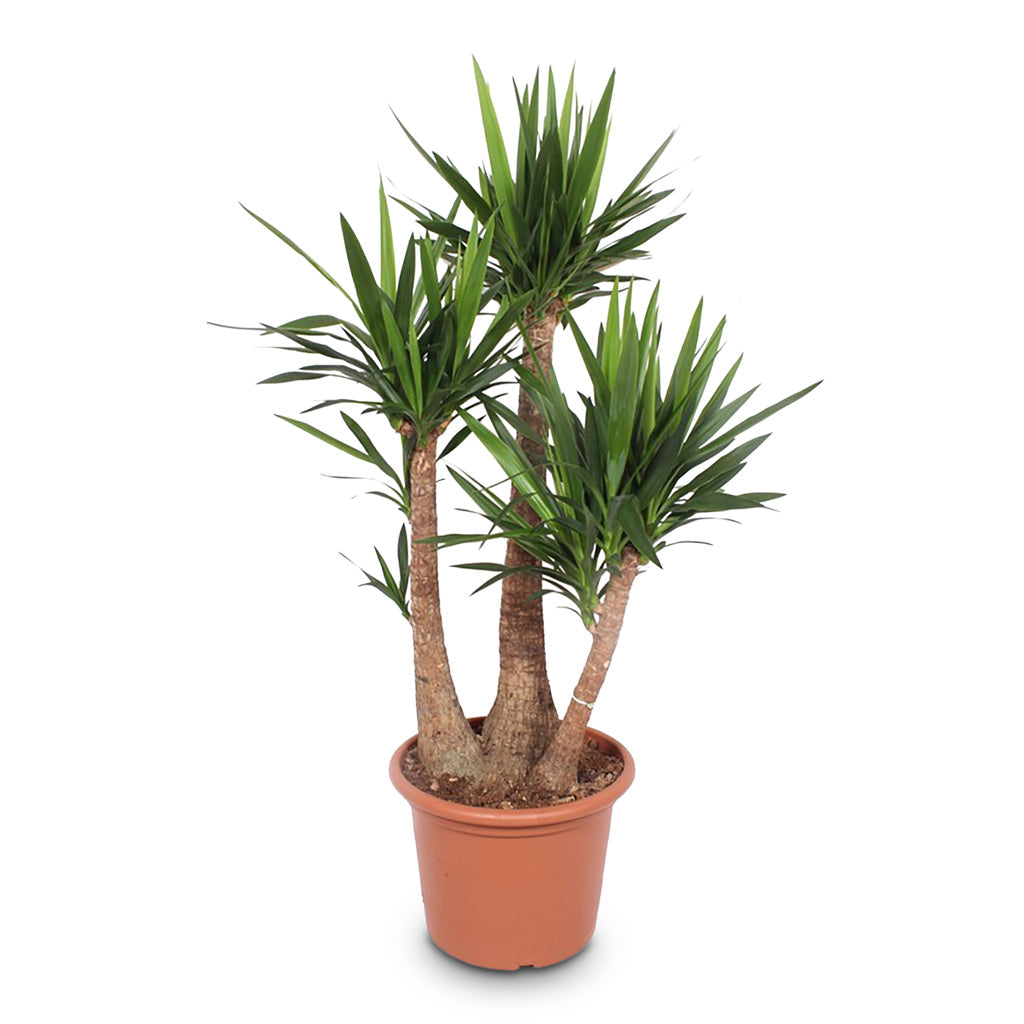 Yucca elephantipes - Spineless Yucca - Branched