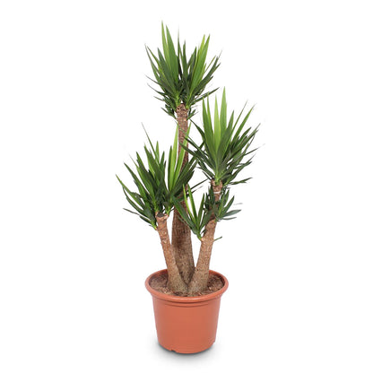 Yucca elephantipes - Spineless Yucca - Branched